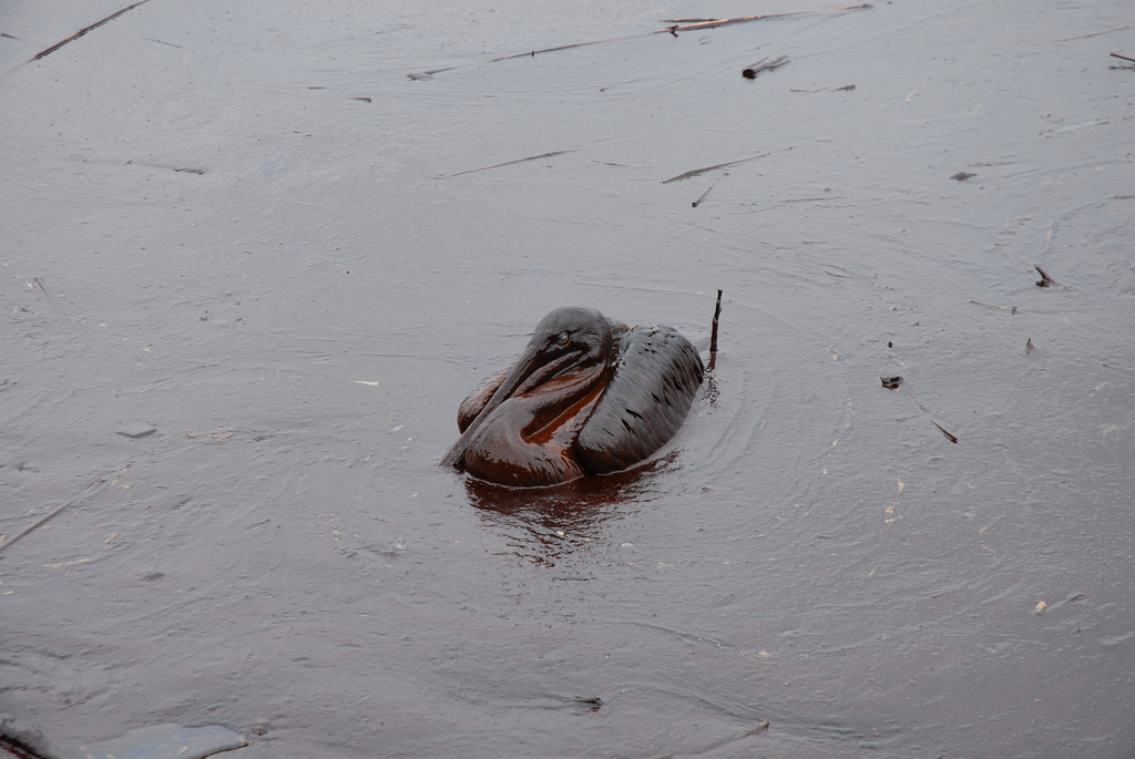 BP Oiled Pelicans And Wildlife Devastation Photos | Public Intelligence